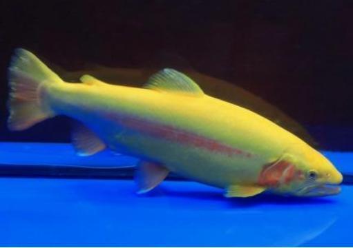 金鳟秘闻,探寻神秘鱼王背后的传奇故事