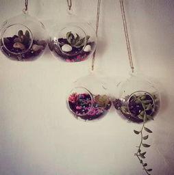 潮湿的花瓶,揭秘植物养护的奥秘与技巧