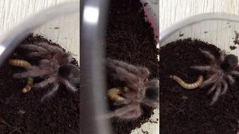 千火玫瑰,燃烧的传奇，绽放的辉煌