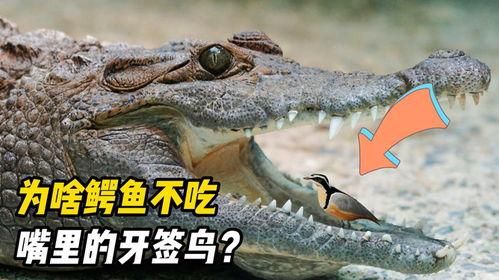 鳄鱼与牙签鸟,一场跨越物种的友谊传奇