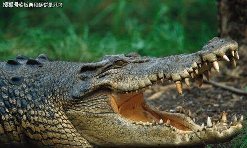鳄鱼与牙签鸟,一场跨越物种的友谊传奇